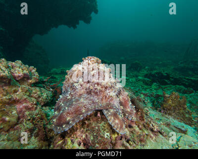 Bien camouflée octopus sur un récif de corail Banque D'Images