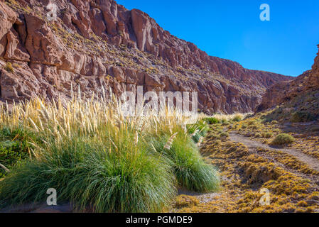 Sentier près de Puritama rivière, désert d'Atacama, Chili Banque D'Images