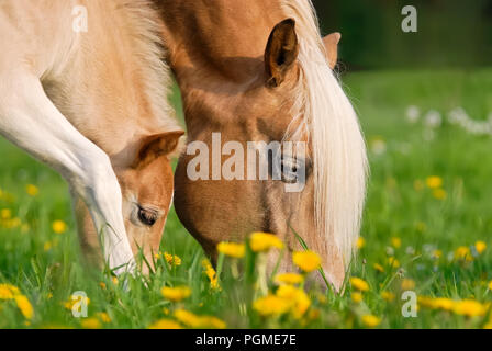 Des chevaux Haflinger, mare et son poulain dans un pâturage d'herbe verte prairie avec fleurs de pissenlit, près de leurs chefs Banque D'Images