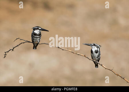 Deux Pied kingfishers (Ceryle rudis) - mâle (à gauche) et femelle (à droite) - perché sur une branche épineuse sèche dans Little Rann de Kutch, Inde Banque D'Images