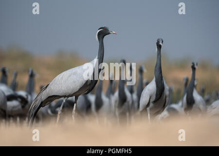 Les grues Demoiselle se rassemblent un matin d'hiver à Khichhan, au Rajasthan, en Inde Banque D'Images