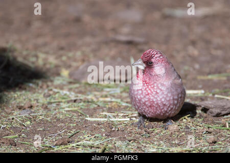 Un grand Rosefinch se nourrissant au sol dans un abri de vache au Ladakh en hiver Banque D'Images