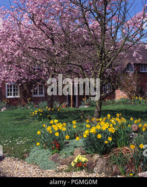 Les jonquilles et rose fleur de cerisier dans le jardin de chalet chaume Banque D'Images