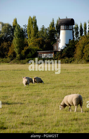 Des moutons paissant dans le champ avec moulin désaffecté au-delà Banque D'Images