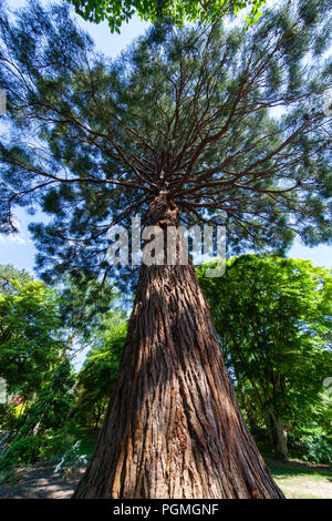 Un fisheye vue d'un séquoia géant poussant dans les jardins Bodnant, au nord du Pays de Galles Banque D'Images