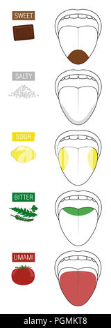 Sucré, salé, acide, amer et umami. Goût langue zones - cinq sections de gustation représenté par le chocolat, le sel, le citron, les herbes, la tomate. Banque D'Images