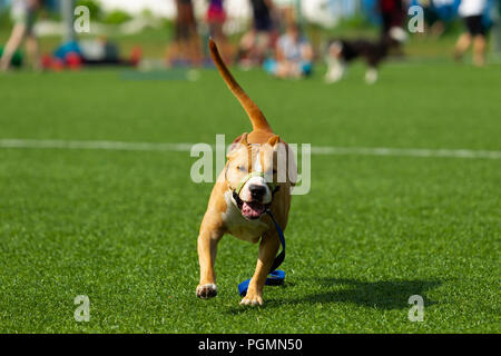 American Staffordshire terrier joue sur le terrain Banque D'Images