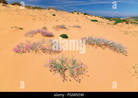 Dunes de sable, avec peu de fleurs roses poussant dans le sable Banque D'Images