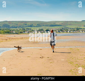 Homme d'âge moyen avec happy cocker anglais profitez d'une promenade le long de la plage à Ayr, une célèbre station balnéaire dans le sud de l'Ayrshire, Scotland, UK Banque D'Images