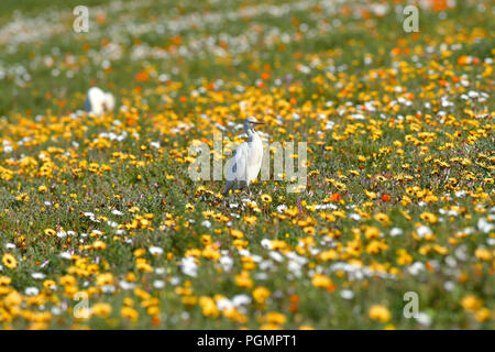 Héron garde-boeuf dans les fleurs de printemps dans le Parc National de la Côte Ouest Banque D'Images