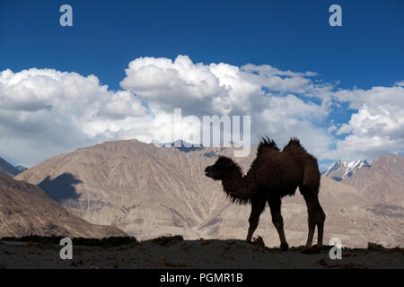 Un chameau de Bactriane silhouetté contre les montagnes du Ladakh en Inde Banque D'Images