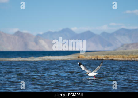 Une mouette à tête brune (Chroicocephalus brunnicephalus) prend son envol à Pangong Tso, un lac salin à haute altitude dans l'Himalaya du Ladakh en Inde Banque D'Images