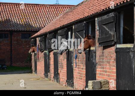 Les chevaux dans leurs écuries, dans une vieille ferme traditionnelle, dans le North Yorkshire, UK. Banque D'Images