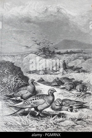 Ganga de Pallas (Syrrhaptes paradoxus) en Asie, l'amélioration numérique reproduction d'une gravure sur bois à partir de l'année 1880 Banque D'Images