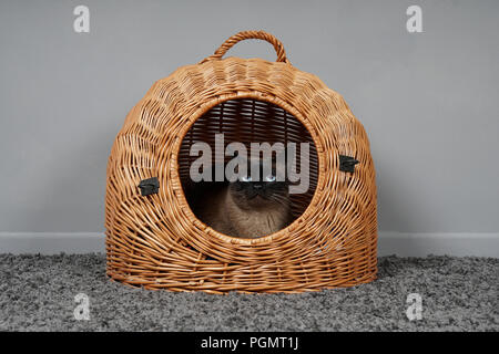 Chat Siamois au repos dans panier en osier carrier Banque D'Images