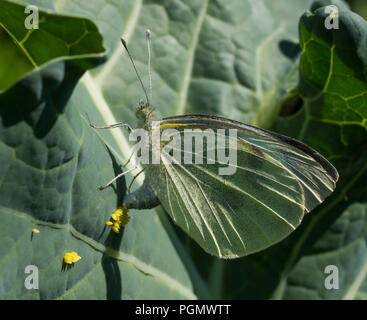 Grand papillon blanc pondre sur brassica feuille, Shropshire, England, UK Banque D'Images