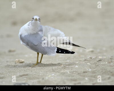 Ring-billed gull sur l'hivernage sur la plage à Varadero, Cuba Banque D'Images