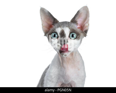 Head shot of adorable tonkanese bleu blanc avec point Devon Rex cat kitten girl, isolé sur un fond blanc à tout droit à lens avec de magnifiques Banque D'Images