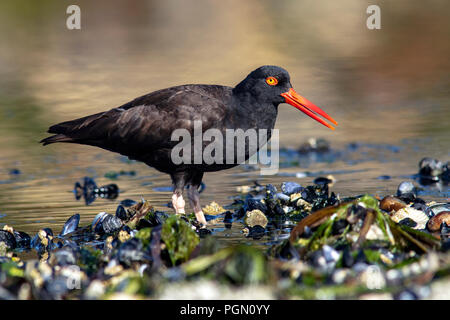 (Huîtrier Haematopus bachmani) - La lagune Esquimalt, Victoria, île de Vancouver, Colombie-Britannique, Canada Banque D'Images