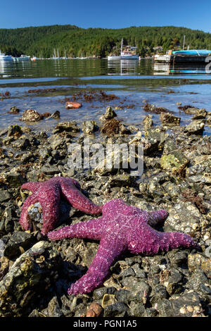 Étoile de mer pourpre (Pisaster ochraceus) - Brentwood Bay, Saanich Peninsula, île de Vancouver, Colombie-Britannique, Canada Banque D'Images