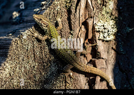 L'Invasive lézard des murailles (Podarcis muralis) Brentwood Bay, Saanich Peninsula, île de Vancouver, Colombie-Britannique, Canada Banque D'Images