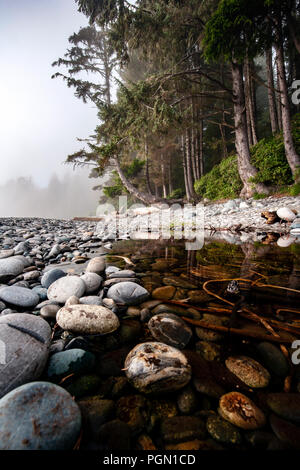 Sombrio Beach, parc provincial Juan de Fuca - près de Port Renfrew, l'île de Vancouver, Colombie-Britannique, Canada Banque D'Images