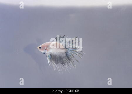 Poisson Betta Splendens Crowntail White Silver Banque D'Images