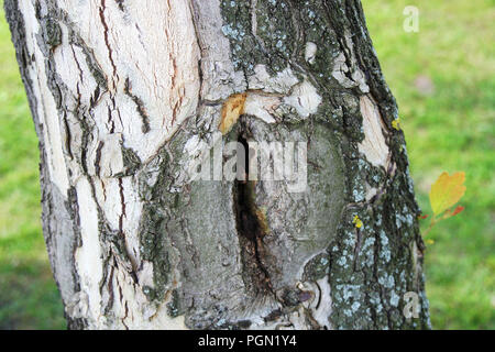 Écart sur le vieux tronc de l'arbre, l'herbe verte flou en arrière-plan sur une journée ensoleillée. Cortex blanc, arêtes vives. Banque D'Images