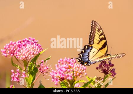 Une femme l'Est Tiger Swallowtail butterfly festoyer sur sweet nectar de fleurs de l'asclépiade incarnate - Moulin Yates County Park dans Raleigh North Caro Banque D'Images