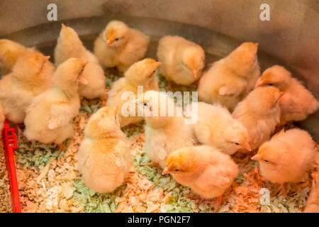 Buff Orpington poussins blottis ensemble sous une lampe de la chaleur Banque D'Images