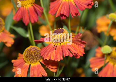 'Riverton Gem' grande fleur, Sneezeweed Helenium autumnale (Solbrud) Banque D'Images