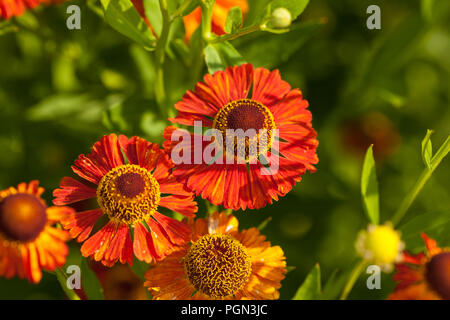 'Riverton Gem' grande fleur, Sneezeweed Helenium autumnale (Solbrud) Banque D'Images