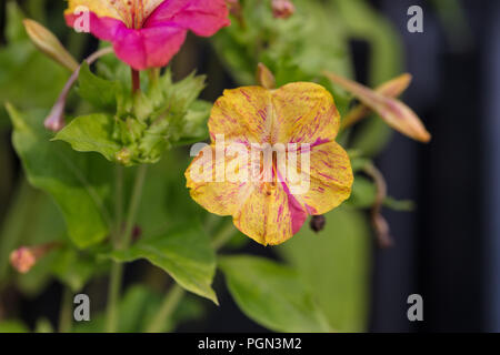 Tivoli' '4 HEURES Fleur, Underblomma (Mirabilis jalapa) Banque D'Images