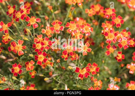 Marigold Signet, Liten tagetes (Tagetes tenuifolia) Banque D'Images