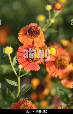 'Riverton Gem' grande fleur, Sneezeweed Helenium autumnale (Solbrud) Banque D'Images