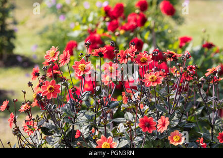 'Scura' fleurs simples dahlia Nain, Enkelblommiga gruppen (Dahlia x Hortensis) Banque D'Images