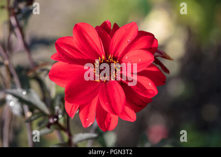 'Évêque de Llandaff' fleur de pivoine Dahlia, Piondahlia (Dahlia x Hortensis) Banque D'Images