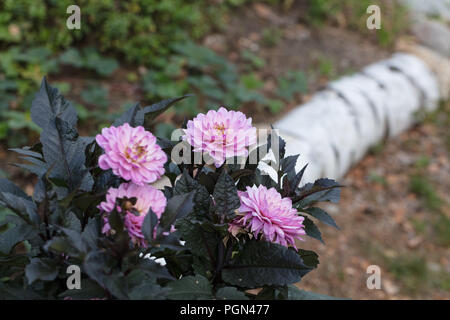 'Melody' Dahlia décoratif harmonie formelle, Dekorativdahlia (Dahlia x Hortensis) Banque D'Images