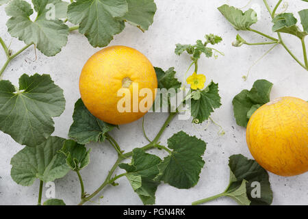 Melon jaune à fleurs fraîches et vignes sur fond noir en blanc, vue en gros Banque D'Images