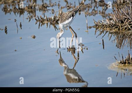 Prises pour capturer un moment unique qui donne l'apparence de l'oiseau d'étudier sa propre réflexion. Banque D'Images