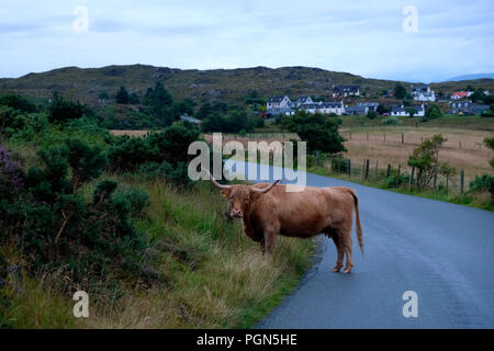 Highland cattle sur route dans les montagnes de l'Ecosse dans le chemin. Banque D'Images