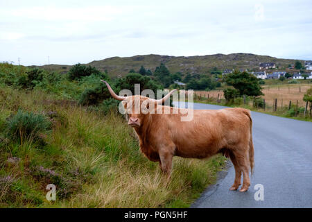 Highland cattle sur route dans les montagnes de l'Ecosse dans le chemin. Banque D'Images