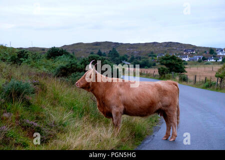 Highland cattle sur route dans les montagnes de l'Ecosse dans le chemin. Banque D'Images