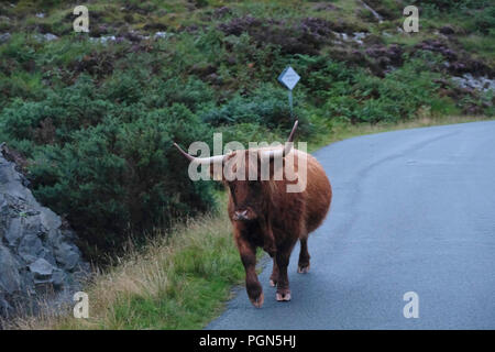 Highland cattle sur route dans les montagnes de l'Ecosse dans le chemin. Banque D'Images