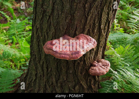 Le champignon Reishi sauvage ( Ganoderma Tsugae ) poussant sur un arbre de la pruche. Cette herbe médicinale est connue pour ses propriétés de soutien immunitaire et les avantages. Banque D'Images