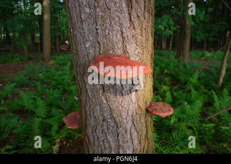 Le champignon Reishi sauvage ( Ganoderma Tsugae ) poussant sur un arbre de la pruche. Cette herbe médicinale est connue pour ses propriétés de soutien immunitaire et les avantages. Banque D'Images