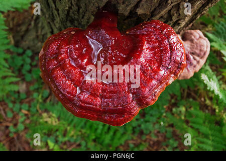 Le champignon Reishi sauvage ( Ganoderma Tsugae ) poussant sur un arbre de la pruche. Cette herbe médicinale est connue pour ses propriétés de soutien immunitaire et les avantages. Banque D'Images