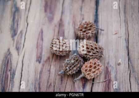 Sécher les graines tombées de Casuarina equisetifolia (ironwood commun) des fruits sur fond d'arbre coupé. La déforestation et la reforestation concept. Banque D'Images