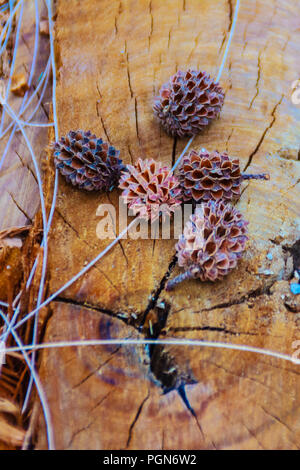 Sécher les graines tombées de Casuarina equisetifolia (ironwood commun) des fruits sur fond d'arbre coupé. La déforestation et la reforestation concept. Banque D'Images