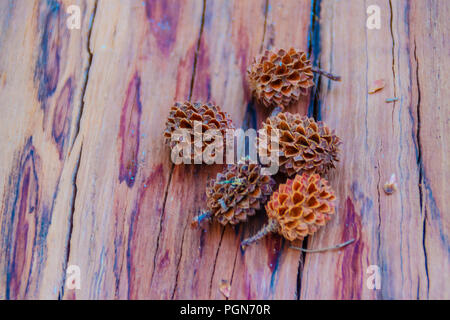 Sécher les graines tombées de Casuarina equisetifolia (ironwood commun) des fruits sur fond d'arbre coupé. La déforestation et la reforestation concept. Banque D'Images